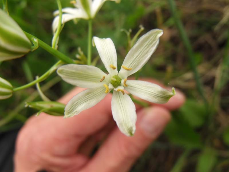 Loncomelos narbonensis